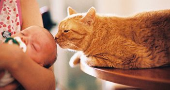 Adopter un chat avec un bébé : bonne ou mauvaise idée ? Chat qui renifle la tête d'un bébé dans les bras de sa mère
