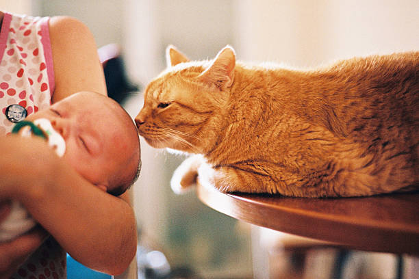 Chat qui renifle la tête d'un bébé dans les bras de sa mère